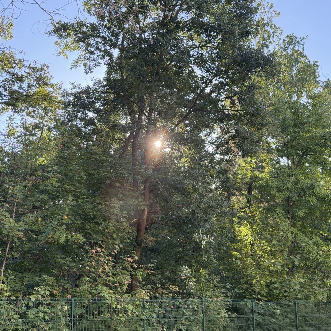 Pixelfeed Bild